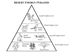 ecosystem, food webs