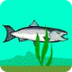 Salmon Survival Game Online | 