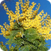 Acacia - Arbolapp
