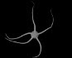 Invertebrate Zoology Col