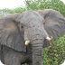African Elephant Facts Informa