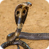 King Cobra or Hamadryad 