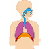 Het ademhalingsstelsel