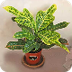 Croton