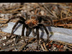 Spiders - National Park Animal