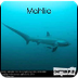 Mahlia Shark - SafeShare.TV