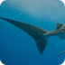 Whale Shark | Species | WWF