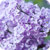 LILAS !!!!!!