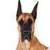 Great Dane Dog Breed Informati