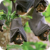 Fruit Bats - National Wildlife