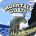 iBook:  Mountain Goats