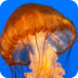 Jellyfish Facts For Kids | Jel