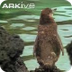 Galapagos penguin video - Sphe