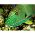 Parrot Fish, Parrot Fish Pictu