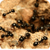 Ants: Fun Facts about Ants & A