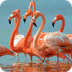 Flamingo Pond Webcam