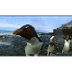 Rockhopper Penguins Make Landf