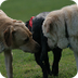 Dogs Liking/Disliking Dogs