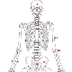 Het skelet van de mens Puzzel