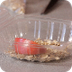 How to Make a Mealworm Habitat