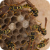 Wasps -Facts About