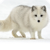 Arctic Fox 3