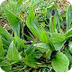 plantain herb