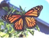 Monarch Butterfly USA - Life C
