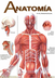 ¿Qué es la anatomía humana? - 