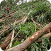 Problemática ambiental de Nic