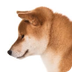 Shiba Inu Dog Breed Informatio