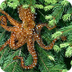 Tree Octopus