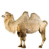 De kameel - K3