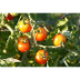 Cómo Sembrar Tomates