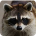All about  raccoon 