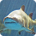 2nd Grade Shark WebQuest