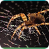 Spider Web Video 3