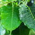 15 Peepal Tree Uses or Health