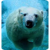 Polar Bear National Geographic