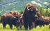 Bison Meat: How It Can Help Th