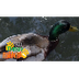 Duck Video