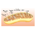 GLUCOLISIS