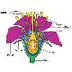 Parts of a flower