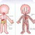 Mi cuerpo por dentro