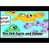 The Cell Cycle and Cancer - Yo