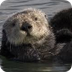 Sea Otter Cam