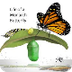 Life of a Monarch Butterfly Re