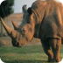 mamífer rinoceront de java