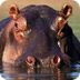 Guide up close w/ hippo