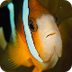 Info: Clown Anenemone Fish